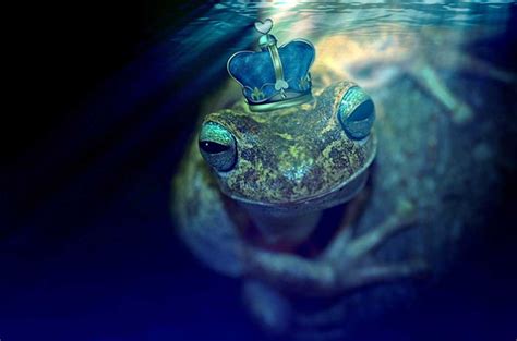  「 yellowish Frog 」の物語：古代ブラジルの不思議な変身譚を紐解く！